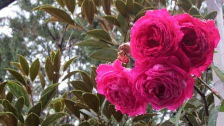 Flowers in the rain - in the rain, Flowers, beautiful, raindrop, tree