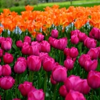 TULIPS