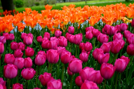 TULIPS - field, garden, tulips, colors