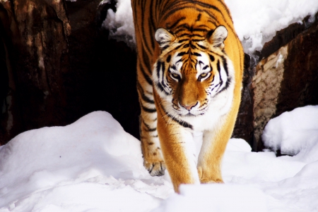 WINTER STROLL - winter, tiger, cat, wild, stroll