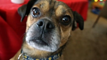 Are YOU Talking To ME? - dog up close, are you talking to me, brown dog, funny dog