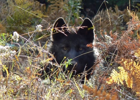 black wolf - wolf wallpaper, abstract, wolfrunning, winter, spirit, wolf, majestic, canine, dog, friendship, mythical, howl, grey wolf, nature, arctic