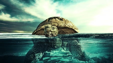 turtles - split, tortoise, beach, underwater, view, sea, ocean