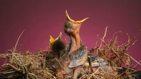 nest baby birds - birds, nest, food, baby, wallpaper, waithing