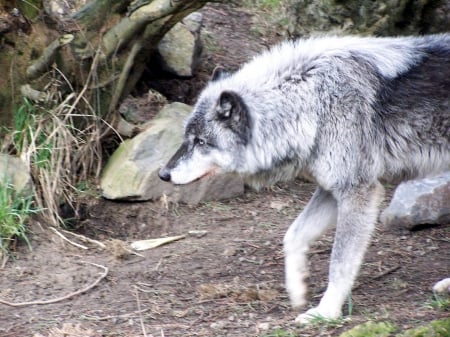 nature wolf - wolf, nature, abstract, majestic, canine, friendship, arctic, grey wolf