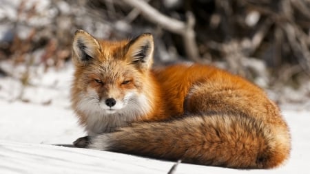 foxes - winter, nature, wallpaper, snow