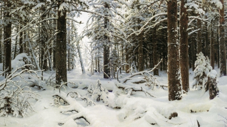 winter forests - nature, forests, trees, snow, winte