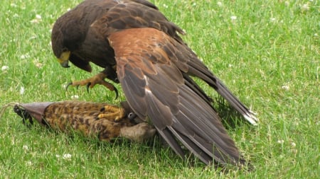 birds - nature, wallpaper, eagle, birds