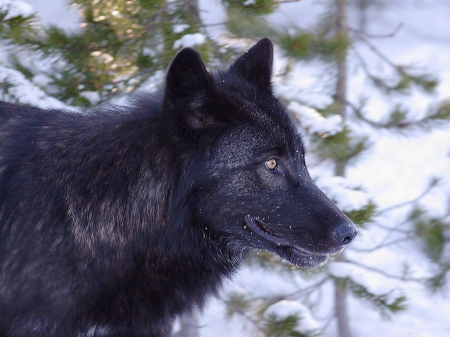 A wolf - howl, wolf wallpaper, winter, majestic, grey wolf, wolf, nature, spirit, abstract, dog, wolfrunning, mythical, friendship, canine, arctic