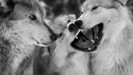 fun time - fun time, howl, wolf wallpaper, winter, majestic, grey wolf, wolf, nature, spirit, abstract, dog, wolfrunning, mythical, friendship, canine, arctic