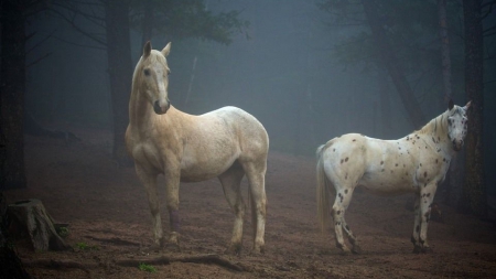 horses colorado - nature, horses, colorado, art, wallpaper, animals