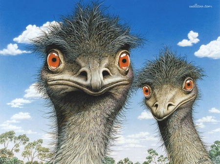 LOOK INTO MY EYES - LARGE, EMU, BIRDS, WALLPAPER, EYES