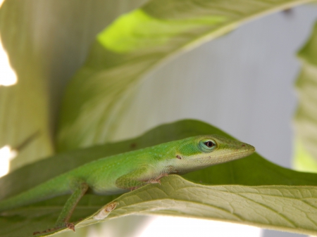 Cute Green Anole - nature, pretty, leafs, lizard, eye, outdoor, cute