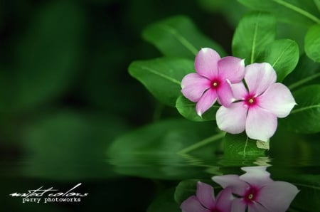 Reflection - nature, flower, pink, soft