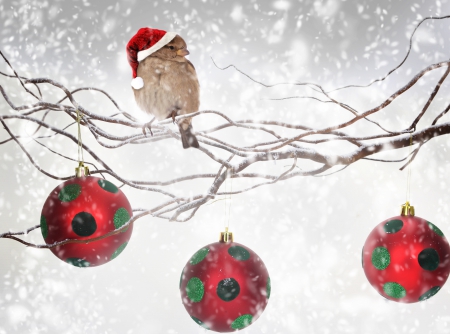 ●●● Christmas Holy Day ●●● - bird, winter, globes, snow, polka dots, christmas time, red, green, little