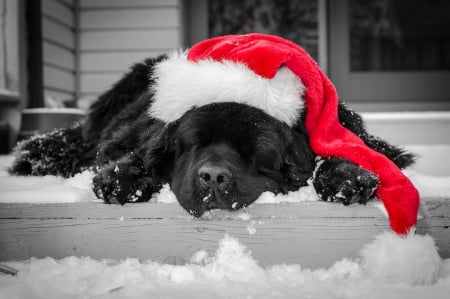 Adorable Dog - santa, xmas, merry christmas, dog, dogs, magic christmas, christmas