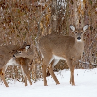 Mother Deer and Fawn