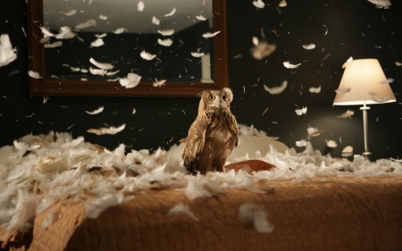 Situation - feather, situation, funny, bird, owl, bed