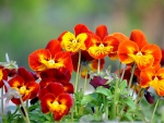 *** Pansies ***