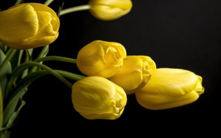 *** Tulips *** - nature, yellow, tulips, flowers, flower