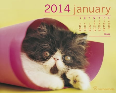 Isaac - january, animal, pink, black, calendar, 2014, rachael hale, cat, yellow, isaac, white