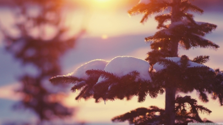 Sunlighted fir tree - ice, sunlight, sun, pine, winter, leaf, wallpaper, sunset, hd, nature, macro, snow, leaves, tree, sunrise