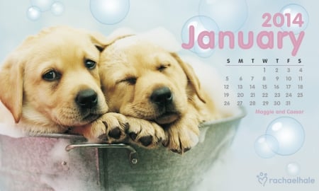 Maggie and Caesar - january, maggie, animal, pink, calendar, 2014, rachael hale, puppy, caesar, dog