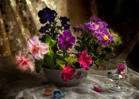 Still life - Petunia - glass, colorful, still life, nature, purple, floral, red, pink, petunia, flowers