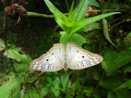 mariposa - cafe, mariposa, verde, linda