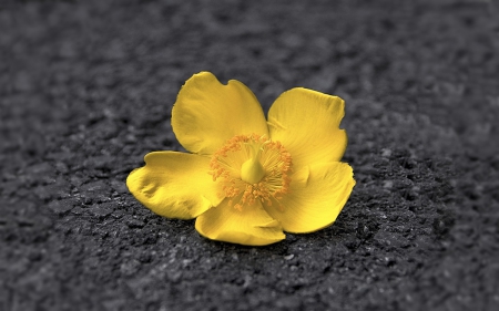 Flower - flowers, asphalt, flower, yellow