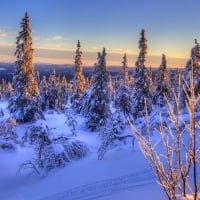 lovely mountain top forest in winter