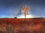 lone tree in an autumn field