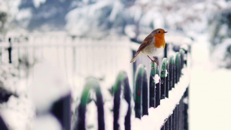 Bird in Snow - frost, ice, white, fence