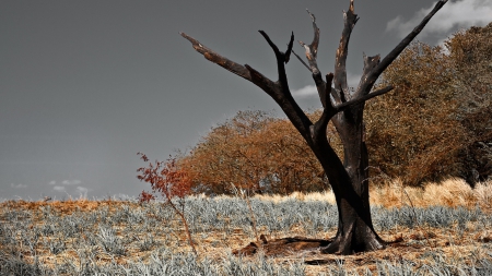 fire scorched black tree under a grey sky - grass, gray sky, tree, scorched