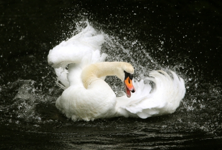 WHITE ON BLACK - COLOR, WHITE, SWAN, BLACK, WATER