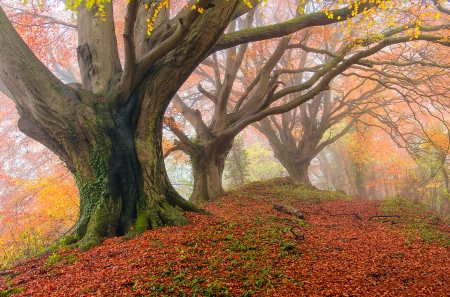 *** Autumn *** - fall, nature, park, autumn