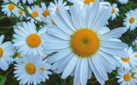 *** White flowers ***