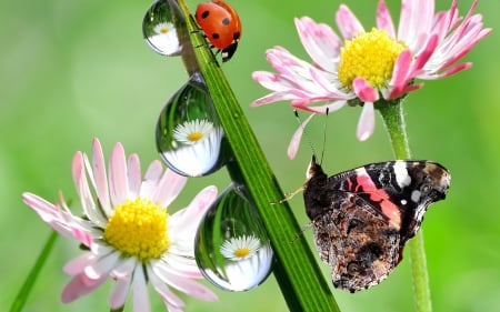 *** MACRO AND DROPS *** - flowers, drops, nature, bugs