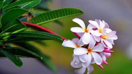 Flowers - white, green, flower, beautiful