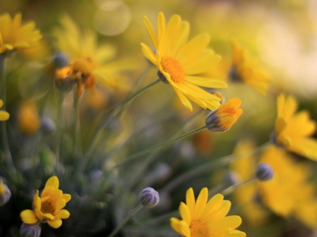 ~Flower Power~ - bright, petals, flowers, lovely, spring, yellow, nature