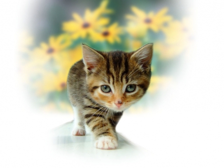 Stalking Through The Flowers - cat, adorable, kitty, pet, kitten, precious, yellow, petals, animal, flowers, cute