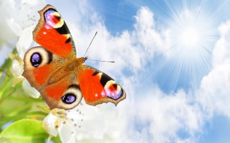 *** Butterfly *** - butterfly, animal, anials, bugs