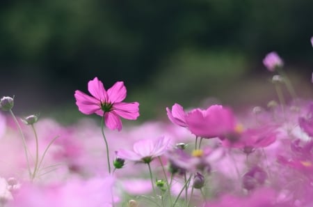 *** Cosmos *** - nature, flowers, violet, flower