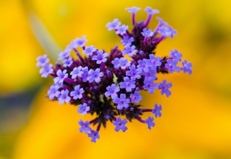 *** Little flowers in blue *** - flower, little, flowers, nature, blue