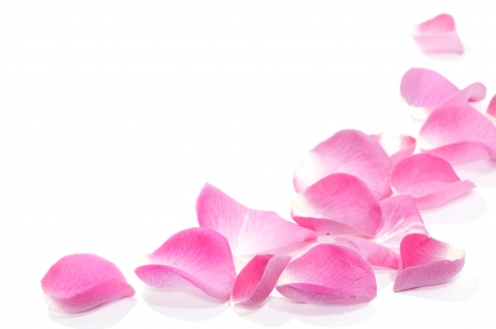 Petals - flowers, petals, pink, soft