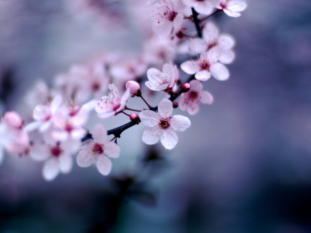 Small Flowers - delicate, spring, nature, tiny, pretty, pink, petals, flowers, small