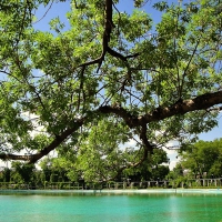 verde giardino