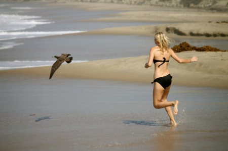 The Chase - bird, ocean, beach, bikini