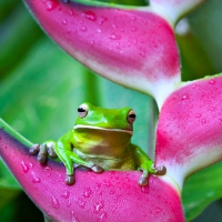 Tree Frog