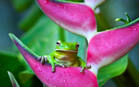 Tree Frog - frog, flower, tree, animals